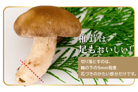 「奥出雲椎茸」秀品 箱入 2kg 【椎茸 生しいたけ 2kg 肉厚 収穫直後 サイズ混合 新鮮 旨味たっぷり 菌床栽培 国産 きのこ キノコ 野菜 料理 食品 産地直送 自宅用】