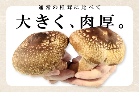 奥出雲椎茸「雲太」不揃い 1kg【椎茸 生しいたけ 12枚 15枚 18枚 肉厚 収穫直後 新鮮 菌床栽培 国産 きのこ キノコ 野菜 料理 食品 プレゼント 贈り物 ギフト】