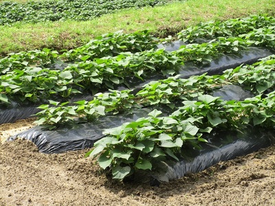 蒸して干しただけ！高糖度サツマイモ「森の絹」の干し芋270g×3袋【 干し芋 ほしいも 森の絹 農薬不使用 蜜 サツマイモ 大容量 Ａ-29 】