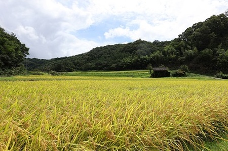 島根県飯南町産 こしひかり（２kg×４袋）【 米 コシヒカリ  ブランド米 小分け 新米 便利 贈答用 プレゼント 精米 玄米 選択可能 Ａ-76 】