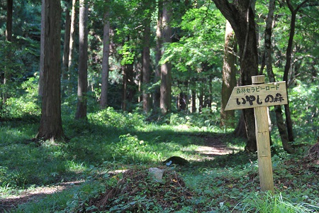 飯南町森林セラピーチケット（２名様分）【森林散策 観光チケット 山歩き 旅行 ガイド 体験 Ｂ-31】　
