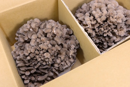 島根県飯南町産 生舞茸セット 約400ｇ×２株【きのこ キノコ 贈答用 ギフト まいたけ Ａ-93】
