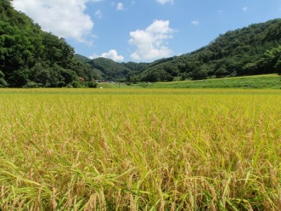 【令和6年度産新米】発送開始 島根県飯南町産 特別栽培米こしひかり（２kg×４袋）【 米 コシヒカリ ブランド米 減農薬 減化学肥料 安心 安全 小分け 新米 便利 贈答用 プレゼント 精米 玄米 選択可能 Ａ-66 】