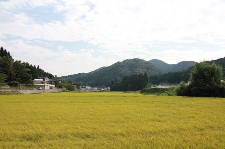 【令和6年度新米】島根県飯南町産 特別栽培米こしひかり（２kg×４袋） ×３回 【 米 コシヒカリ ブランド米 減農薬 減化学肥料 安心 安全 小分け 便利 贈答用 プレゼント 精米 玄米 選択可能 D-62 】