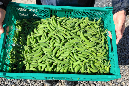 美郷農園　スナップエンドウ【スナップエンドウ 1kg 野菜 エンドウ豆 えんどう豆 おつまみ 12月～5月発送】