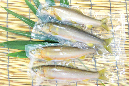 【一級河川・江の川の恵み】島根県産　天然冷凍鮎　約800g