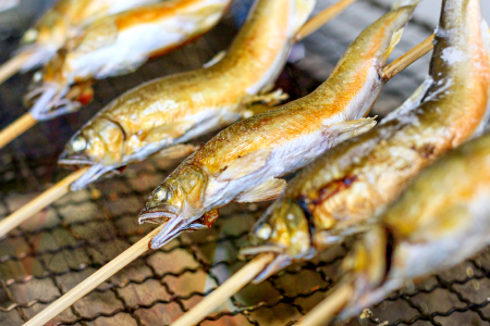 【一級河川・江の川の恵み】島根県産　天然冷凍鮎　約800g