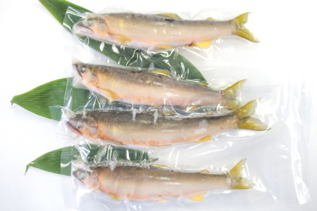 【一級河川・江の川の恵み】島根県産　天然冷凍鮎　約800g