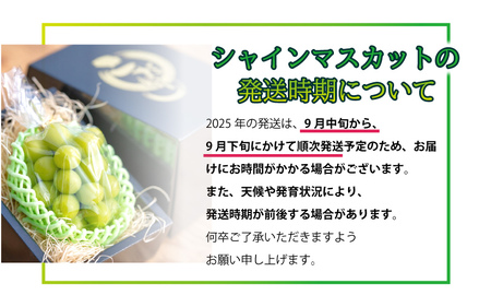 新鮮フルーツ シャインマスカット 1房 600g 果物 くだもの 化粧箱入り【9月中旬からお届け】