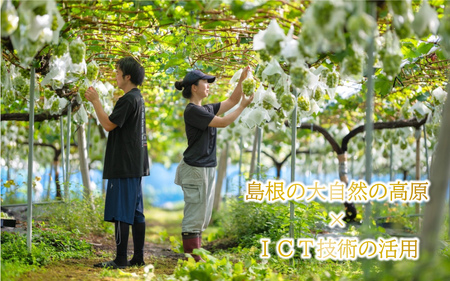 【先行予約】新鮮フルーツ シャインマスカット 1.2kg 果物 くだもの ご家庭用 9月中旬よりお届け