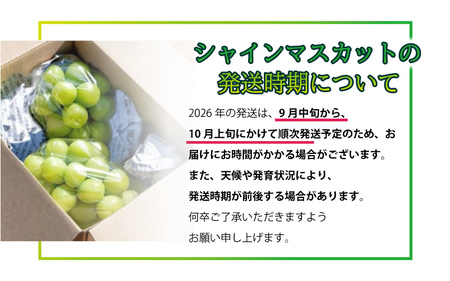 【先行予約】新鮮フルーツ シャインマスカット 1.2kg 果物 くだもの ご家庭用 9月中旬よりお届け