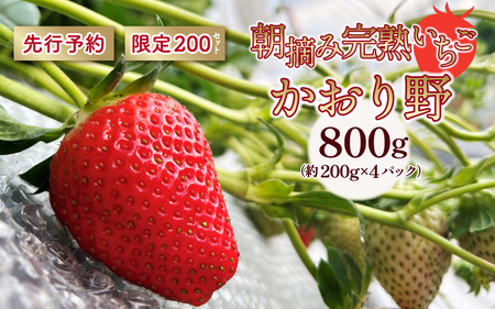 【先行予約】いちご かおり野 合計800ｇ（約200ｇ×4パック） 果物 フルーツ 【2025年1月中旬から順次発送】