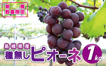 先行予約【糖度18度以上！】種無しピオーネ約1kg  9月中旬よりお届け