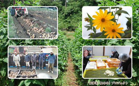 菊芋 おおなんむらさき乾菊芋 50g×4袋