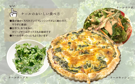 カリーノケール1kg 6月よりお届け