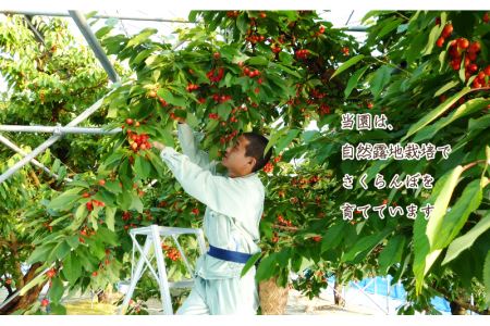 【先行予約】邑南のさくらんぼ（紅秀峰）720g 6月中旬よりお届け