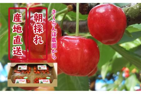 【先行予約】邑南のさくらんぼ（紅秀峰）720g 6月中旬よりお届け
