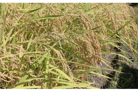 令和7年産邑南町瑞穂産コシヒカリ10kg(5kg×2)