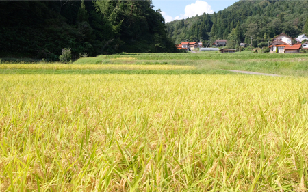 令和6年産【定期便6回】石見高原みずほ米コシヒカリ 無洗米仕上 3kgx6回 