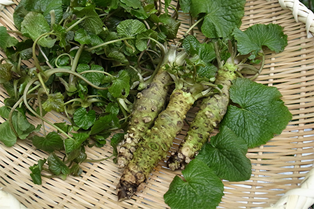 島根わさび(生)150g(2〜3本)・おろし器付き