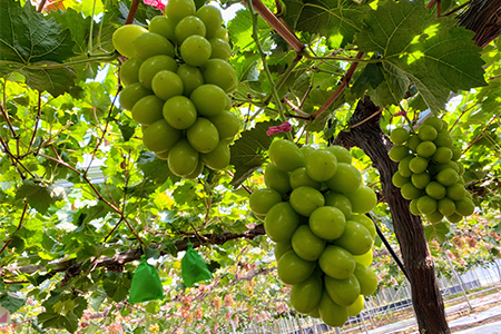 【2026年9月より順次発送・先行受付】アールスメロン2L2玉+ぶどう3種のフルーツ堪能セット【配送不可地域：離島】【1553256】