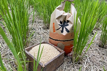 山間の清流を引き込んだ田んぼで作った「きぬむすめ玄米」5kg(令和7年)【1573255】