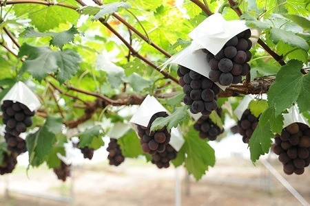 メロン2L1玉ピオーネ1房セット【2026年9月より順次発送】【1666372】