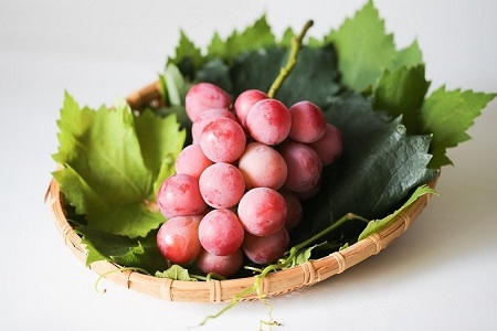 メロン2L1玉クインニーナ1房セット【2026年9月より順次発送】【1666373】