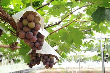 メロン2L1玉クインニーナ1房セット【2026年9月より順次発送】【1666373】