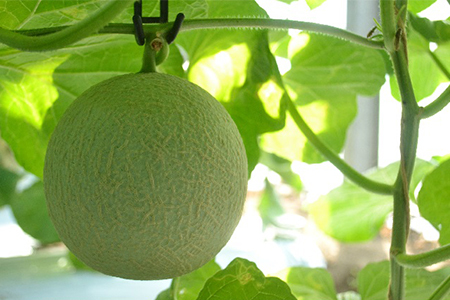 メロンパークのメロン【2026年8月より順次発送・2Lサイズ1玉】【1666374】