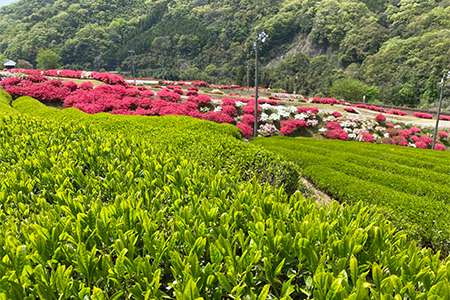 【飲み比べセット】同じ茶葉からつくる緑茶と和紅茶、生姜和紅茶の3種セット【1209340】