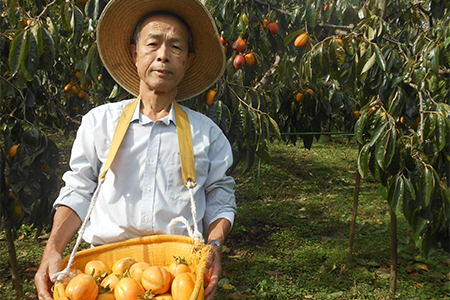 有機JAS認証オーガニック西条柿で作った生干し柿10個【1209588】