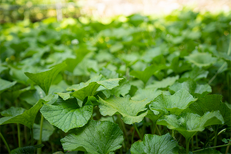 【島根わさび】わさび醤油漬・わさび味噌漬・わさび粕漬〈3種味比べセット〉【配送不可地域：離島】【1226099】