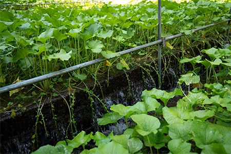 【島根わさび】わさび醤油漬・わさび味噌漬・わさび粕漬〈3種味比べセット〉【配送不可地域：離島】【1226099】