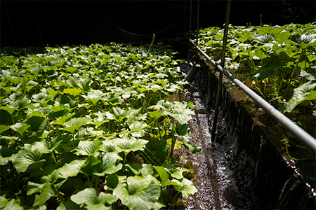 【島根わさび】わさび醤油漬・わさび味噌漬・わさび粕漬〈3種味比べセット〉【配送不可地域：離島】【1226099】