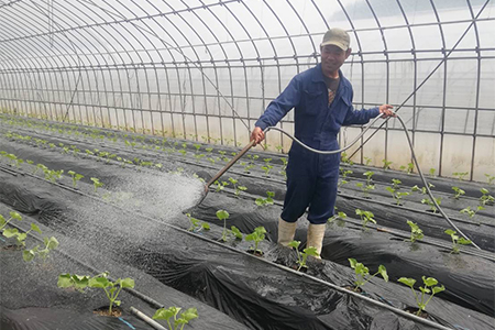 メロンパークのメロン【2026年9月発送・2Lサイズ1玉】【1264385】