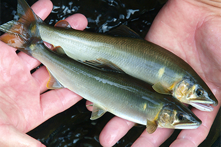 〈清流・高津川産〉香味豊かな天然鮎の炭火塩焼き1匹入りレトルト×2袋【1287879】