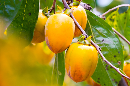 【有機JAS認証】オーガニック西条合わせ柿5kg【1304598】