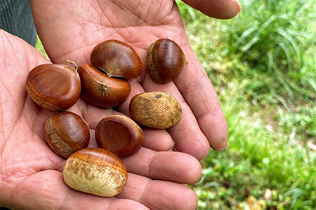 【冷凍でのお届け】天然栗をふんだんに使った「モンブラン」(2個セット)【配送不可地域:離島】【1363174】