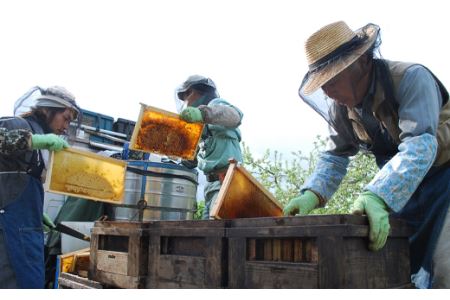 国産天然しんかい蜂蜜（280g×3本）