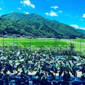 【畑から直送】吉賀町かわの農園の旬の野菜詰め合わせセット【配送不可地域：離島】【1422364】