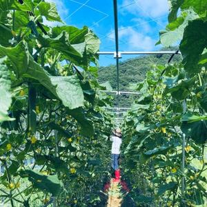 【畑から直送】吉賀町かわの農園の旬の野菜詰め合わせセット【配送不可地域：離島】【1422364】