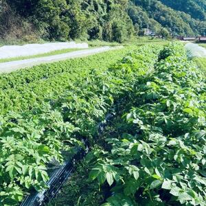 【畑から直送】吉賀町かわの農園の旬の野菜詰め合わせセット【配送不可地域：離島】【1422364】