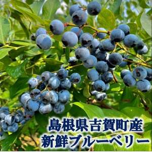 栽培期間中農薬・化学肥料不使用　吉賀町産冷凍ブルーベリー　1kg【配送不可地域：離島】【1707817】