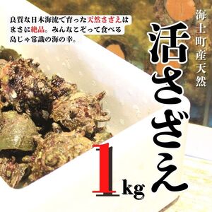 【先行予約受付中：2026年1月中旬以降順次発送】島獲れ活さざえ1kgセット  冷蔵便 サザエ 栄螺 貝 海鮮 BBQ さざえご飯 壺焼き 刺身 バーベキュー ギフト お中元 御中元