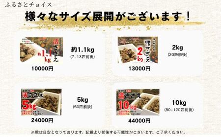 【先行予約受付中：2026年1月中旬以降順次発送】島獲れ活さざえ10kgセット  冷蔵便 サザエ 栄螺 貝 海鮮 BBQ さざえご飯 壺焼き 刺身 バーベキュー ギフト お中元 御中元