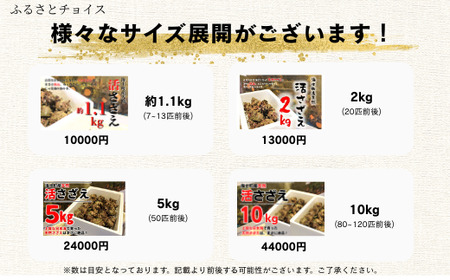 【先行予約受付中：2026年1月中旬以降順次発送】【島獲れ活さざえ2㎏セット】日本海の離島の新鮮なさざえを約20匹お届けします! 【冷蔵便 サザエ 栄螺 貝 海鮮 BBQ さざえご飯 壺焼き】