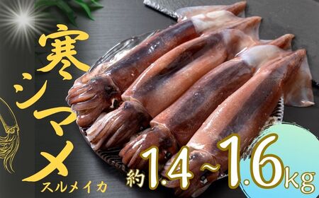 【朝どれ寒シマメ 大サイズ 4～5杯】1.4kg-1.6kg  いか イカ スルメイカ 寒シマメ 朝どれ寒シマメ 御歳暮 ギフト 