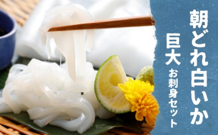 朝どれ白いかお刺身巨大サイズセット