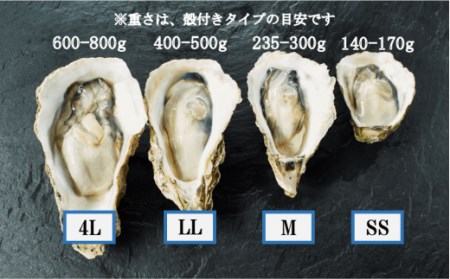 のし付き ブランドいわがき春香】殻付き Lサイズ 10個 岩牡蠣 生食可